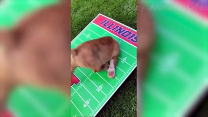 Best Funny Pets Videos -  Cute Cats  And Dogs  - Try Not To Laugh!