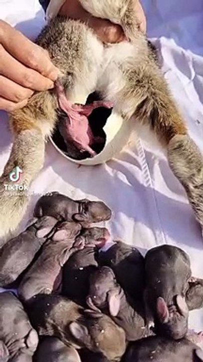 cuties rabbits 