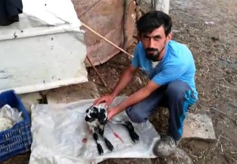 Çift başlı kuzunun sahibi konuştu: "Şaşkına döndüm"