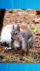 Fast And Furious Cute Squirrel Funny | Pets And Animals Funny | #shorts