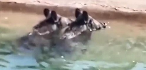 KANALA DÜŞEN YABAN DOMUZLARI, 6 SAATTE KURTARILDI