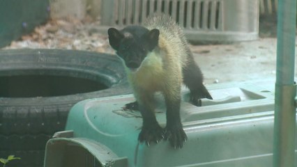 멸종위기종 담비 '구사일생' 끝에 자연 품으로 / YTN