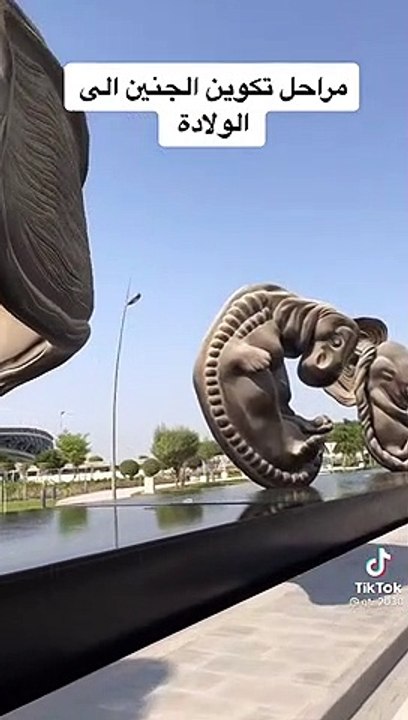 أكثر من رائع مراحل تكون الجنين
