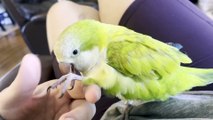 Parrot Loves Relaxing Foot Rubs