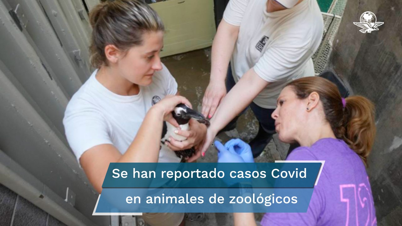 Pingüinos y felinos, primeros "pacientes" vacunados contra el Covid-19 en zoológico de San Francisc