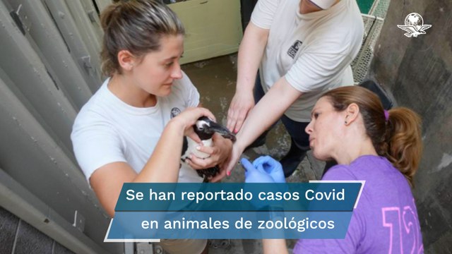 Pingüinos y felinos, primeros pacientes vacunados contra el Covid-19 en zoológico de San Francisc