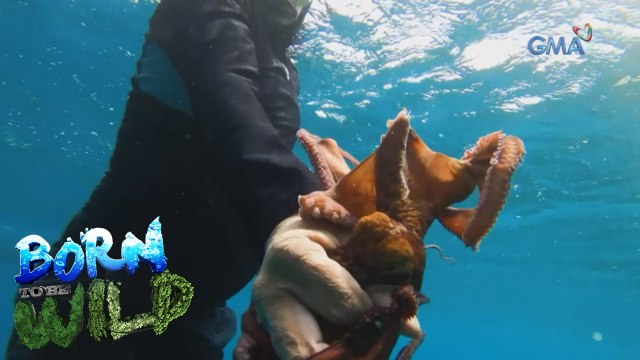 Born to be Wild: Octopus fishery in the Philippines