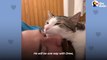 - Cat Prefers Dad To Mom  So Mom Starts Wearing Fake Beards  The Dodo Soulmates_# ANIMAL LOVERS