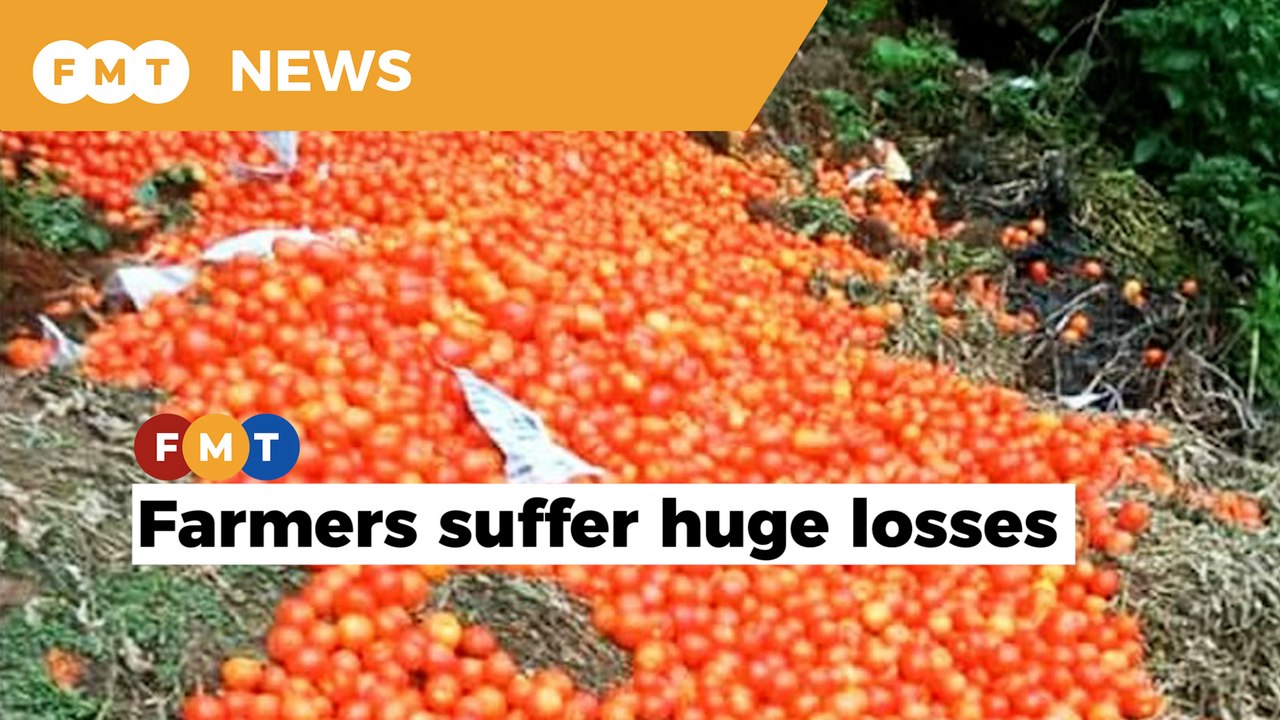 Cameron Highlands farmers lament as vegetables left to rot amid lockdown