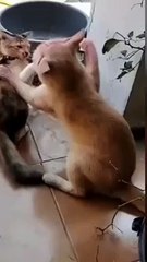 KECIL TAPI NYALINYA BESAR