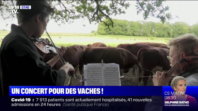 Au Danemark, des musiciens se produisent en concert pour des vaches