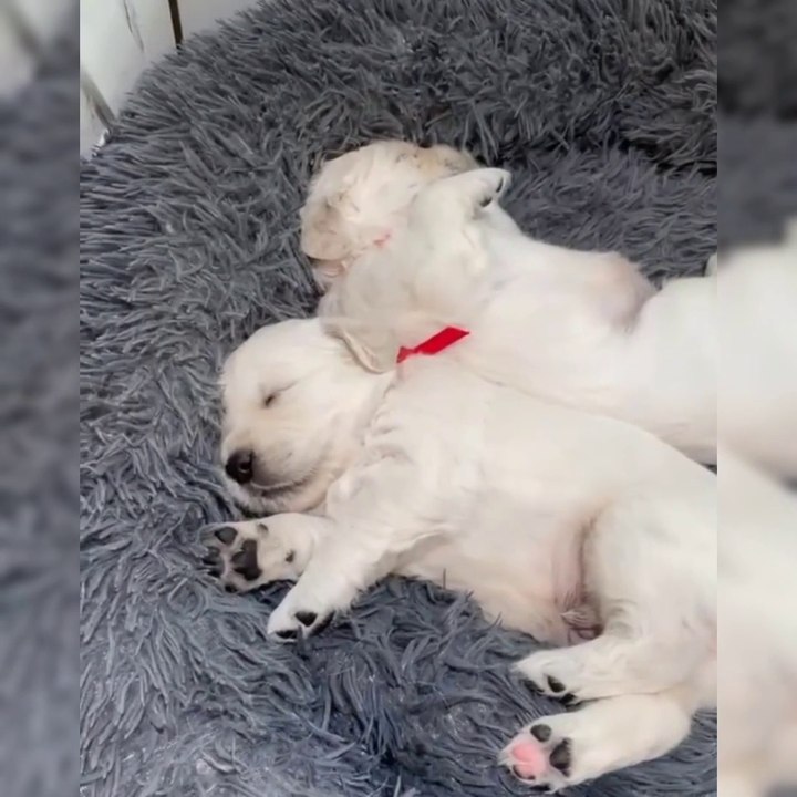 DOGGIES CUTENESS OVERLOADED  MUST WATCH TO MELT YOUR HEART  PLAYING WITH EACH OTHER