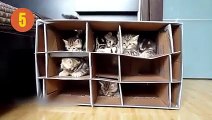 Karton kutu bağımlısı kediler