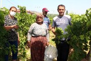 Sezon öncesi asma yaprağı üreticinin ek geliri oldu