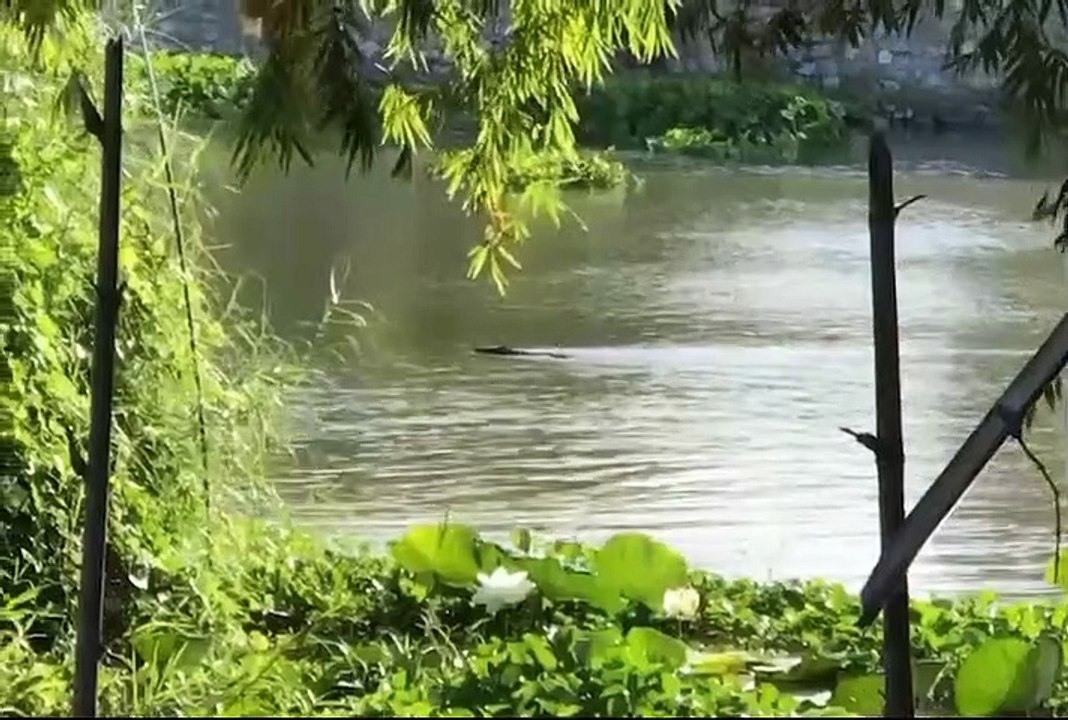 "นครปฐม" ชาวบ้านผวาพบ"จระเข้"ว่ายลอยคอในแม่น้ำท่าจีน (มีคลิป)