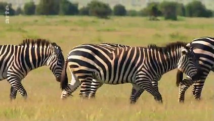 Les réseaux sociaux des animaux - Secrets de famille