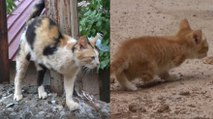 Tunceli'de 3 ayaklı kedi 2 ayaklı yavru doğurdu