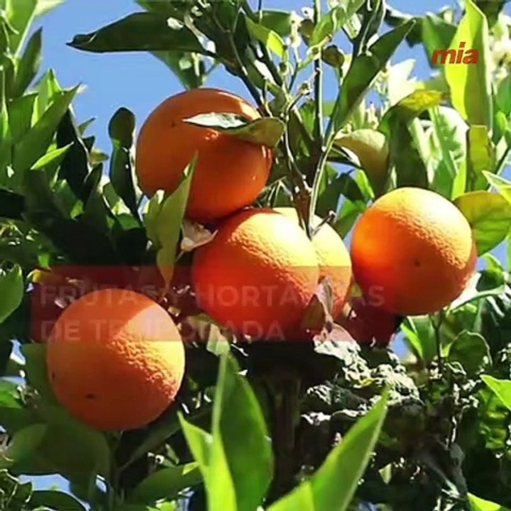 Hábitos que tienes que seguir para equilibrar tu alimentación en verano