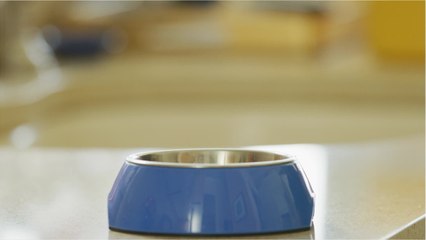 Product recall: dog food found to spread serious disease to humans