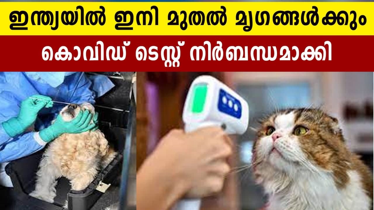 Animals too need negative test report to fly into India