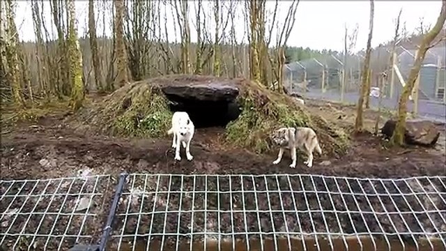 Wild Ireland - Wolves and bears return to Ireland at sanctuary on Donegal - Derry border