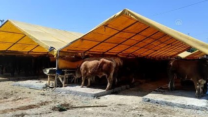 Bahçelievler'de kurban satış alanı kuruldu