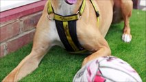 Dogs Trust Shoreham Dog of the Week Biggles