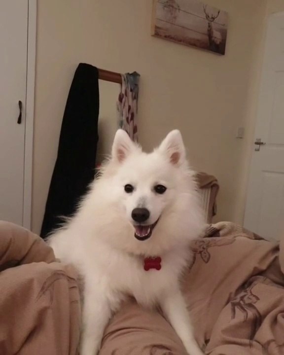 Cute puppy playing in owner's bed | Funny dog | Entertaining videos