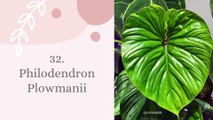45 Types of philodendron plants Part 2 | 45 Jenis tanaman philodendron