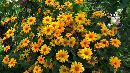 Amazing Nature Scenery | With Relaxing Music | Meditation Music | for Stress Relief | Video 2021.