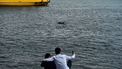 Yunuslar müsilaja rağmen boğaza akın etti