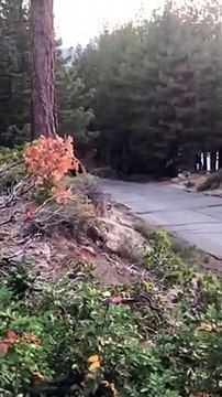 Bear Chased Through Backyard by Coyote