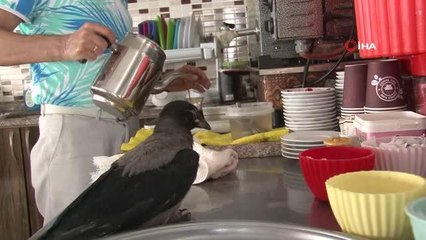 Kaşıkla yemek verilen, enjektörle su içirilen yavru karga, kafede masalara da misafir oluyor