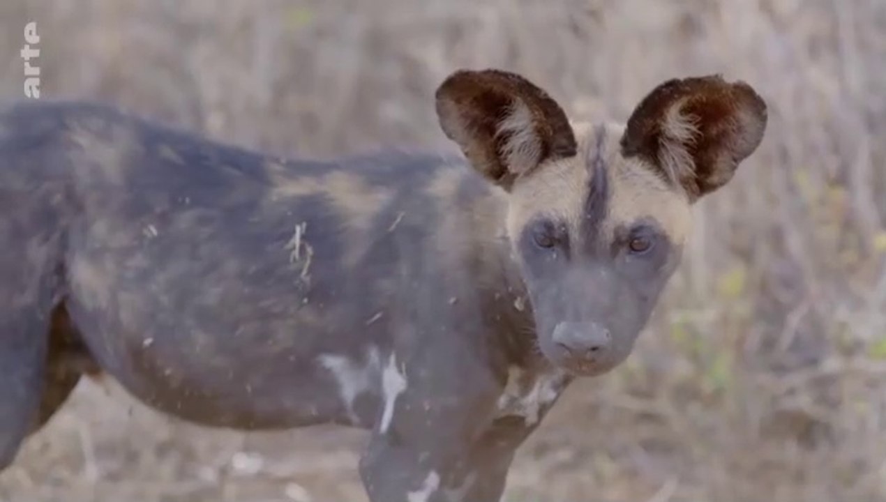 Les réseaux sociaux des animaux - Ensemble, plus fort