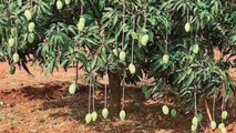 Viral: One Mango Tree - 121 Varieties ఒకే చెట్టుకు 121 రకాలు VIDEO || Oneindia Telugu