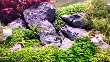 Keindahan aquascape, hobby yang mengasikkan.