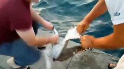 Oltayla martı yakaladı