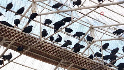 Kelaynak sayısı rekor kırdı