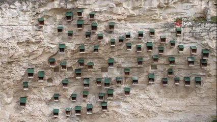 Kelaynak sayısı rekor kırdı