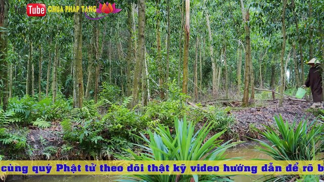 Bài Thuốc Giúp Điều Trị Ung Thư Máu - Blood Cancer (rất Hay). Gs. Lương Y. Thầy Thích Trí Huệ