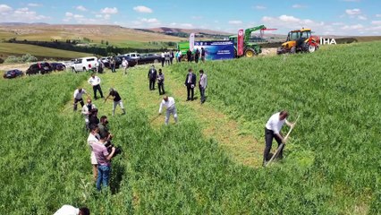 Vali kolları sıvadı, tarlaya girip tırpanla yem bitkisi hasat etti