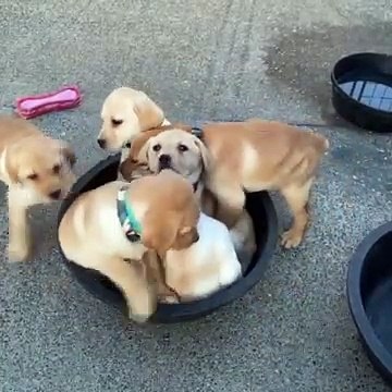 Cute puppies funny video | Puppies trying to fun