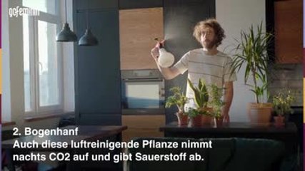 Pflanzen fürs Schlafzimmer