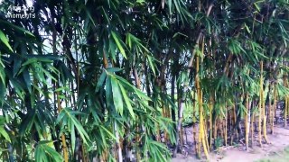 Super Beautiful Bamboo Fence Entirely By Bamboo Trees | Amazing Moments