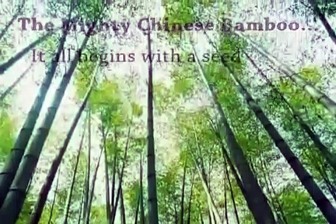 Life Lessons Of The Chinese Bamboo Plant