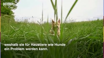 Zeckengefahr im Winter: Neue Zeckenart in Deutschland