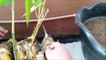 Bamboo Tree Plant Growing In A Pot (Fast Method)