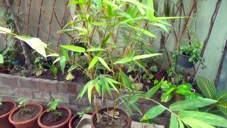 How To Grow Golden Bamboo | How To Propagate Bamboo Shoots | Evergreen Plant (Urdu/Hindi)