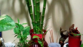 How To Save A Dying Bamboo Plant