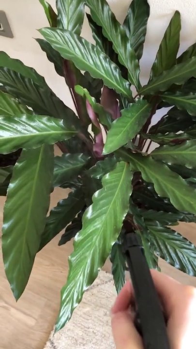 Russian Wolfhound hilariously drinks water from spray bottle